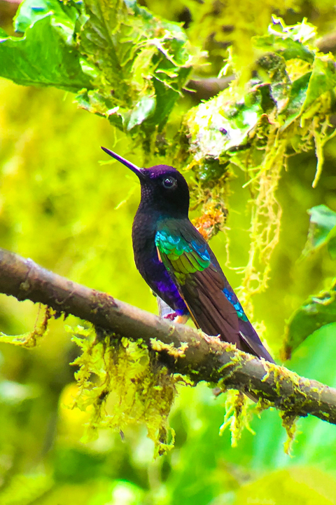 Mashpi Lodge in Ecuador is a bird watcher’s paradise!! Come see the colorful toucans, hummingbirds, and all kinds of exotic birds in the cloud forest of Ecuador.