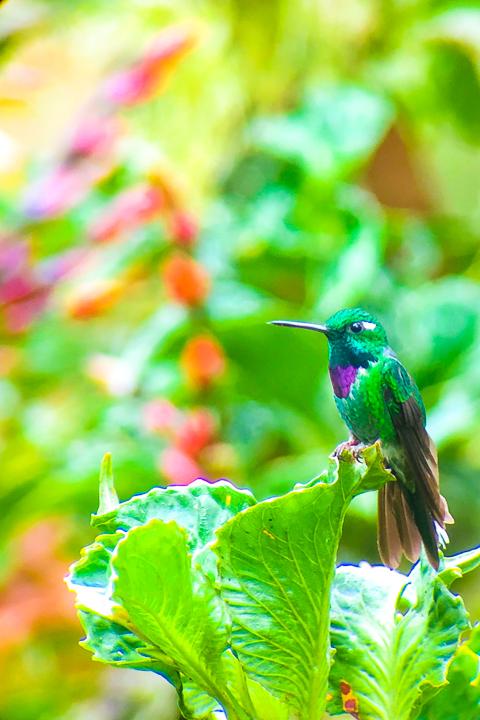 Mashpi Lodge in Ecuador is a bird watcher’s paradise!! Come see the colorful toucans, hummingbirds, and all kinds of exotic birds in the cloud forest of Ecuador.