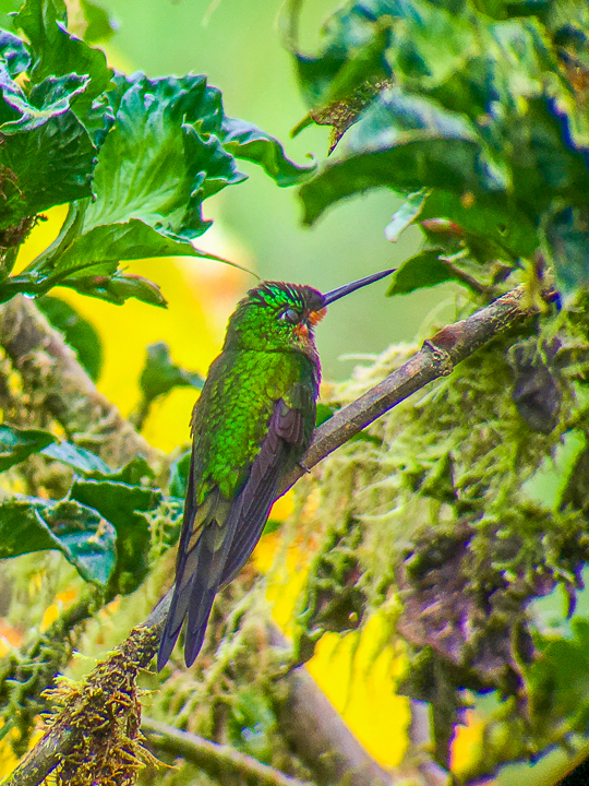 Mashpi Lodge in Ecuador is a bird watcher’s paradise!! Come see the colorful toucans, hummingbirds, and all kinds of exotic birds in the cloud forest of Ecuador.