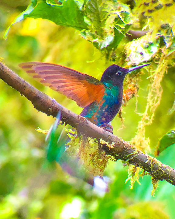 Mashpi Lodge in Ecuador is a bird watcher’s paradise!! Come see the colorful toucans, hummingbirds, and all kinds of exotic birds in the cloud forest of Ecuador.