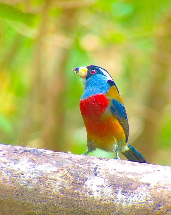 Mashpi Lodge in Ecuador is a bird watcher’s paradise!! Come see the colorful toucans, hummingbirds, and all kinds of exotic birds in the cloud forest of Ecuador.