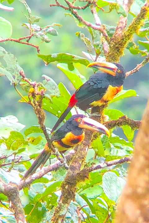 Mashpi Lodge in Ecuador is a bird watcher’s paradise!! Come see the colorful toucans, hummingbirds, and all kinds of exotic birds in the cloud forest of Ecuador.