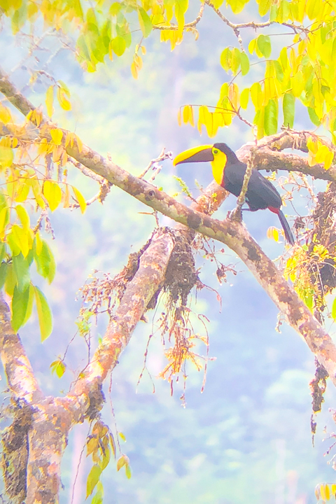 Mashpi Lodge in Ecuador is a bird watcher’s paradise!! Come see the colorful toucans, hummingbirds, and all kinds of exotic birds in the cloud forest of Ecuador.