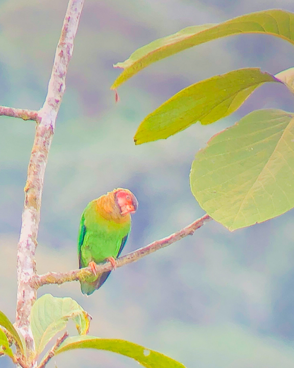 Mashpi Lodge in Ecuador is a bird watcher’s paradise!! Come see the colorful toucans, hummingbirds, and all kinds of exotic birds in the cloud forest of Ecuador.