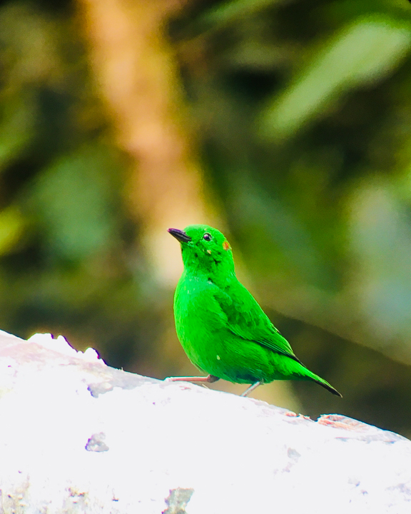 Mashpi Lodge in Ecuador is a bird watcher’s paradise!! Come see the colorful toucans, hummingbirds, and all kinds of exotic birds in the cloud forest of Ecuador.