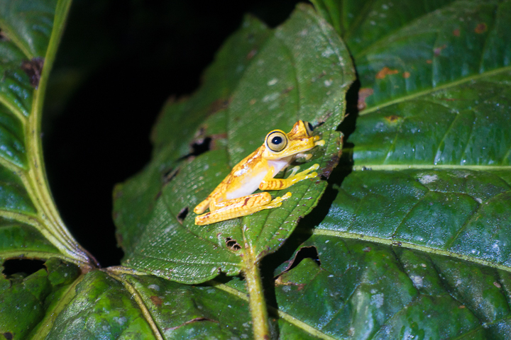 Mashpi Lodge in Ecuador is a bird watcher’s paradise!! Come see the colorful toucans, hummingbirds, and all kinds of exotic birds in the cloud forest of Ecuador.