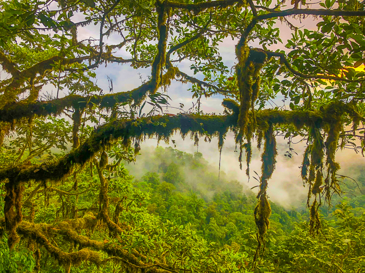 Mashpi Lodge in Ecuador is a bird watcher’s paradise!! Come see the colorful toucans, hummingbirds, and all kinds of exotic birds in the cloud forest of Ecuador.