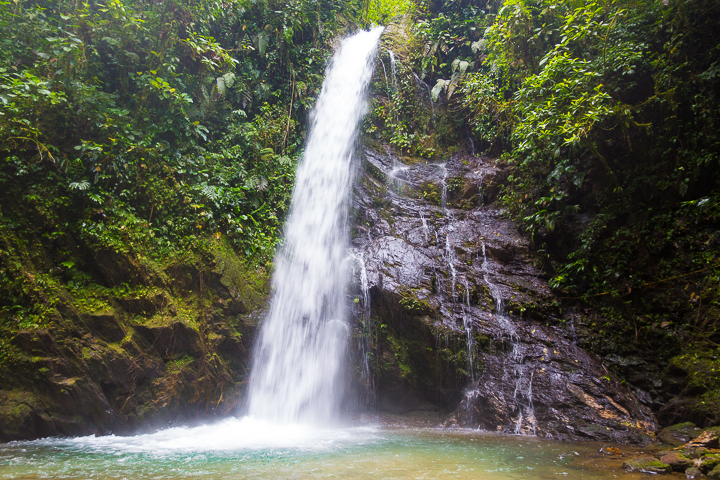 Mashpi Lodge in Ecuador is a bird watcher’s paradise!! Come see the colorful toucans, hummingbirds, and all kinds of exotic birds in the cloud forest of Ecuador.