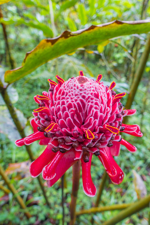 Mashpi Lodge in Ecuador is a bird watcher’s paradise!! Come see the colorful toucans, hummingbirds, and all kinds of exotic birds in the cloud forest of Ecuador.