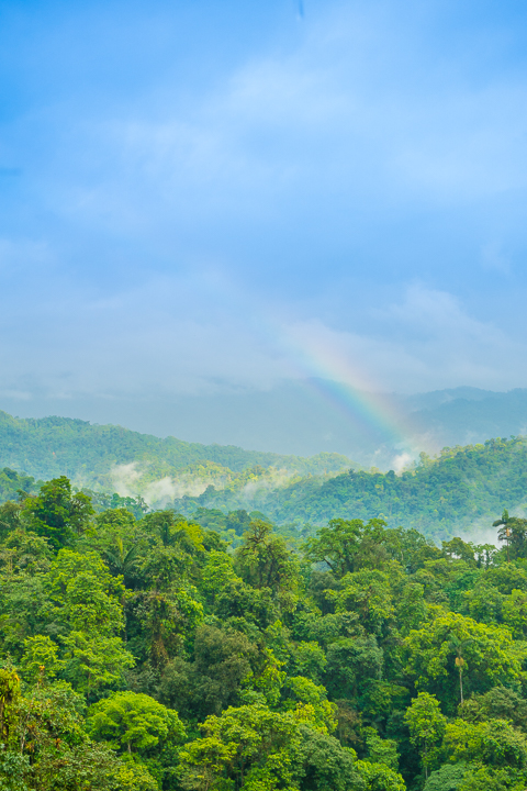 Mashpi Lodge in Ecuador is a bird watcher’s paradise!! Come see the colorful toucans, hummingbirds, and all kinds of exotic birds in the cloud forest of Ecuador.