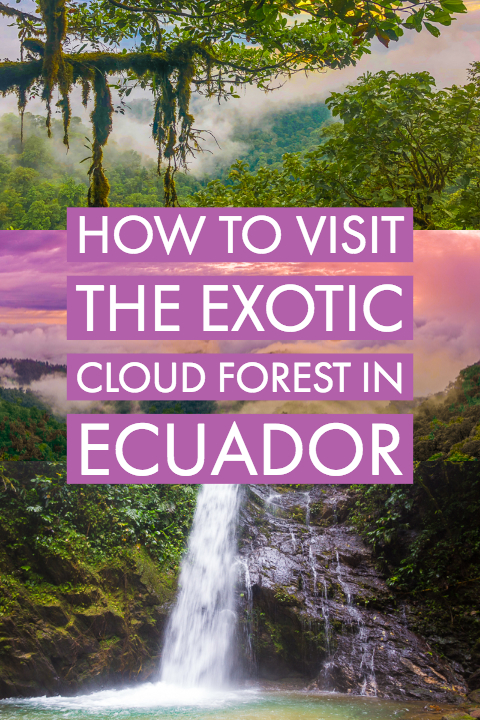 Mashpi Lodge in Ecuador is a bird watcher’s paradise!! Come see the colorful toucans, hummingbirds, and all kinds of exotic birds in the cloud forest of Ecuador.