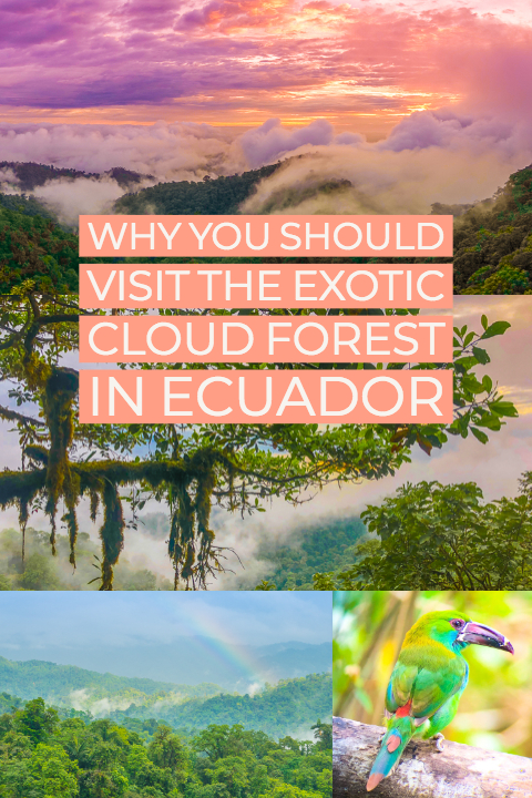 Mashpi Lodge in Ecuador is a bird watcher’s paradise!! Come see the colorful toucans, hummingbirds, and all kinds of exotic birds in the cloud forest of Ecuador.