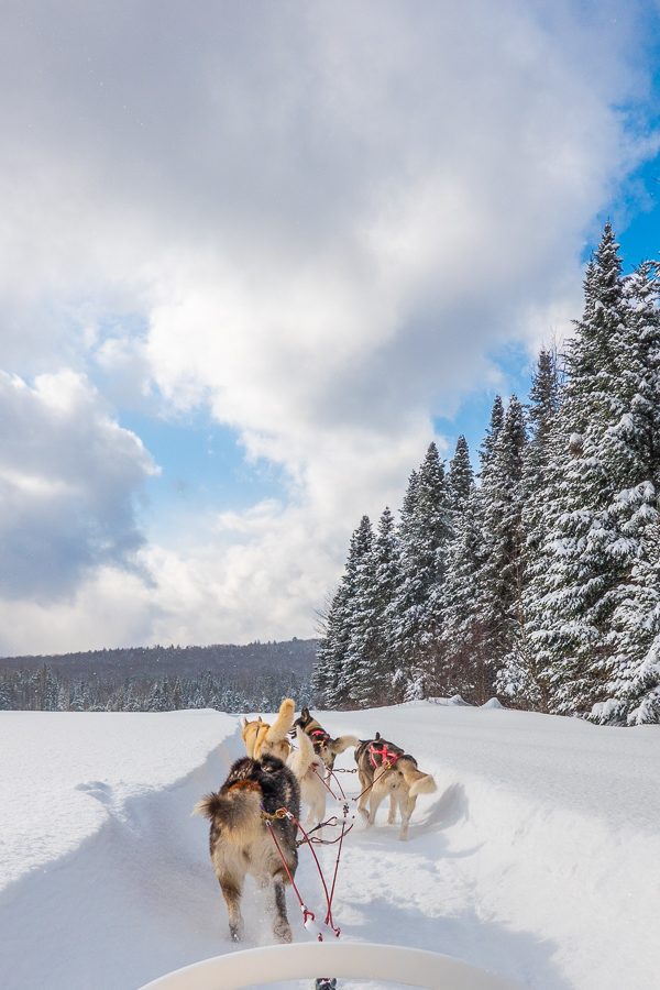 Dog Sledding Quebec City