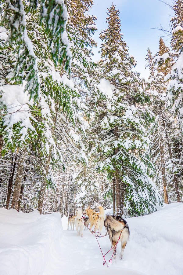 Dog Sledding Quebec City