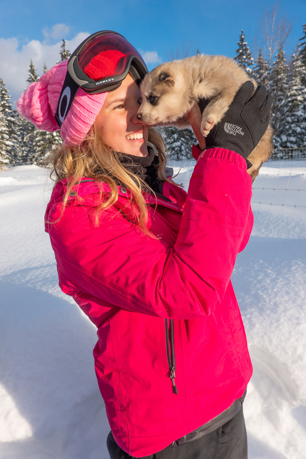 Dog Sledding Quebec City