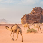 Wadi Rum