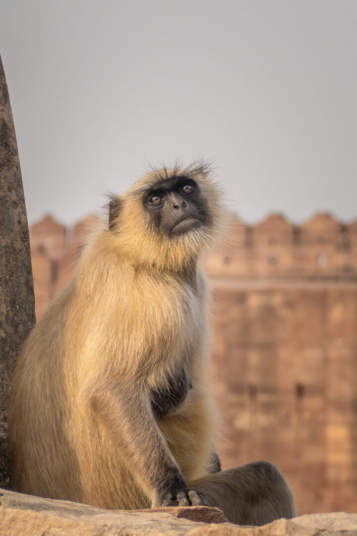 A monkey at Mehrangarh Fort in India