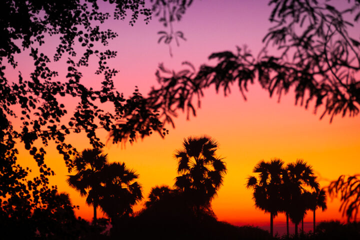 View of the vibrant sunset behind palm trees from the Nyaung Lat Phet Sunset Viewpoint in Bagan, Myanmar. 