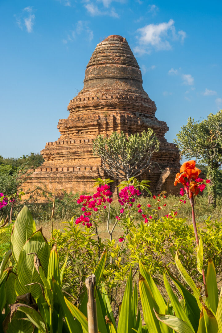 Colorful flowers in front of a temple in Bagan, Myanmar.