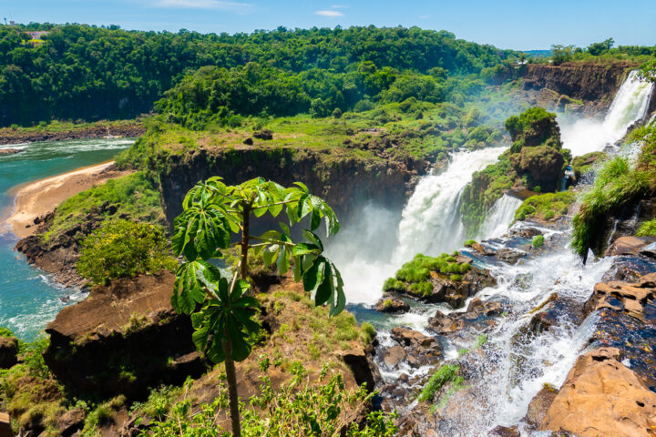 View of Iguazu Falls from Argentina with a small tree in the forefront.