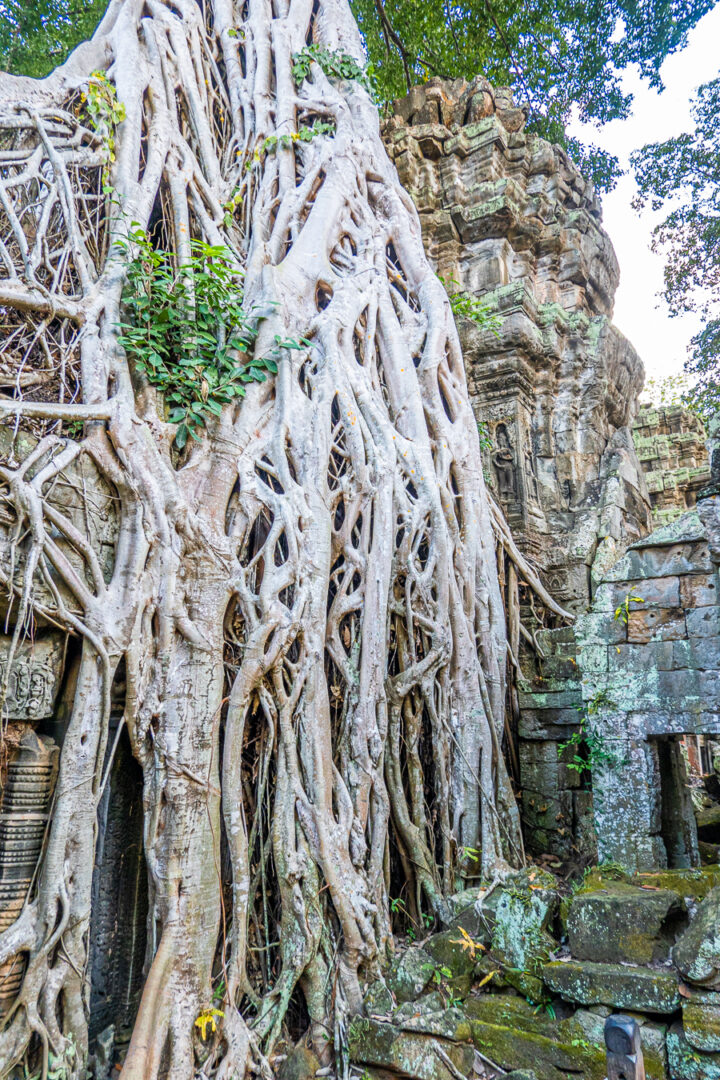 Ta Prohm Tomb Raider Location