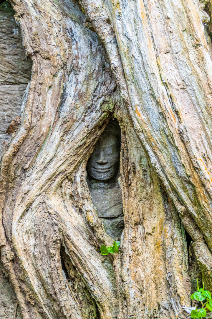 Ta Prohm Tomb Raider Location