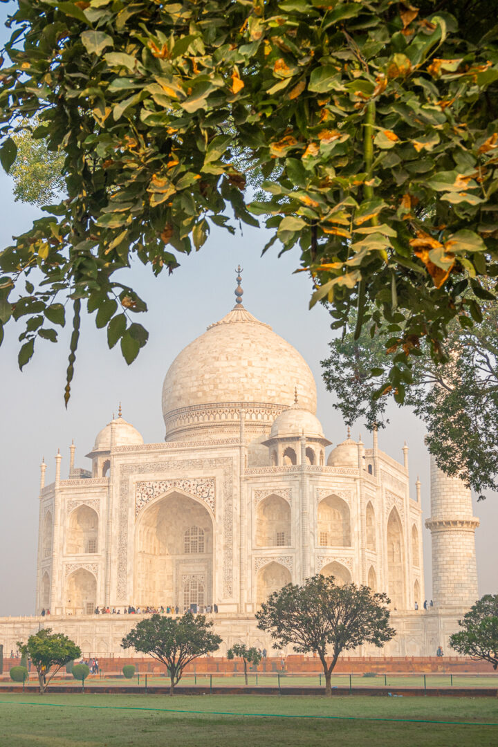 The Taj Mahal framed by a tree in the gardens.