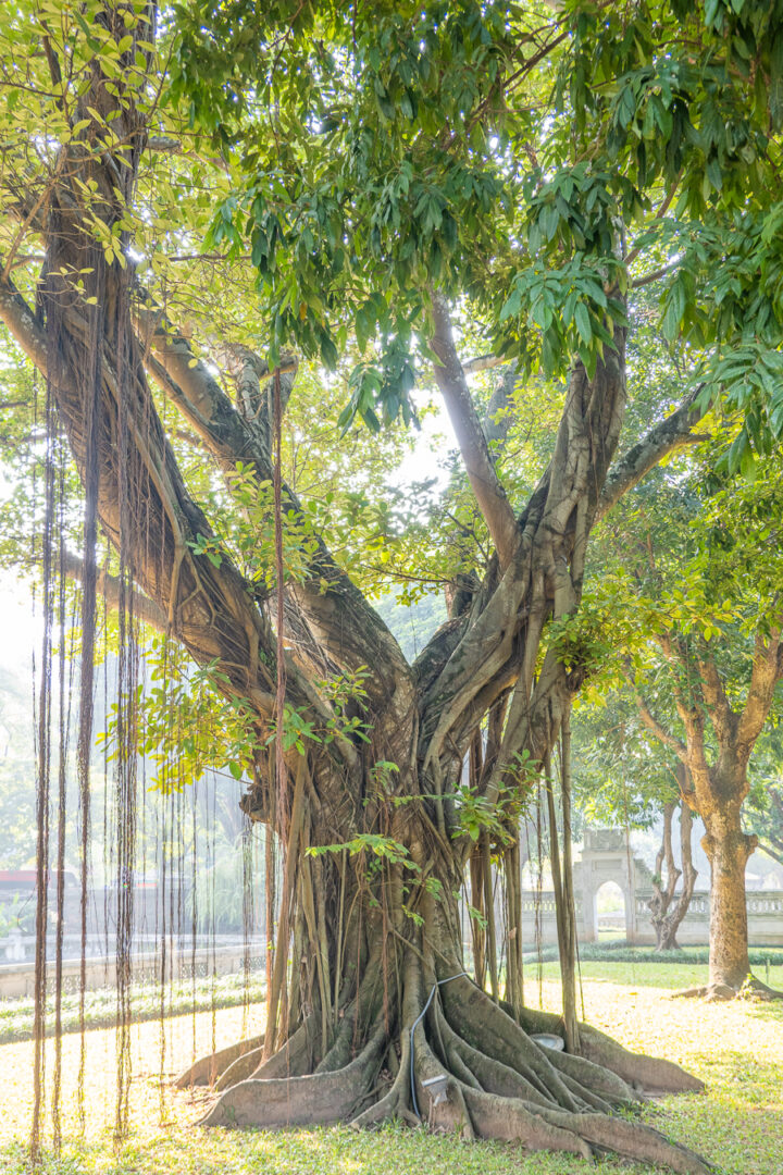 Tree at Temple Of Literature, Hanoi