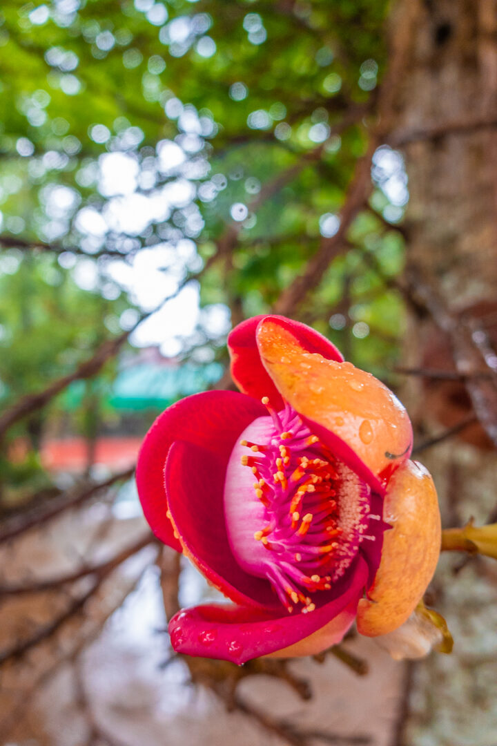 lily flower