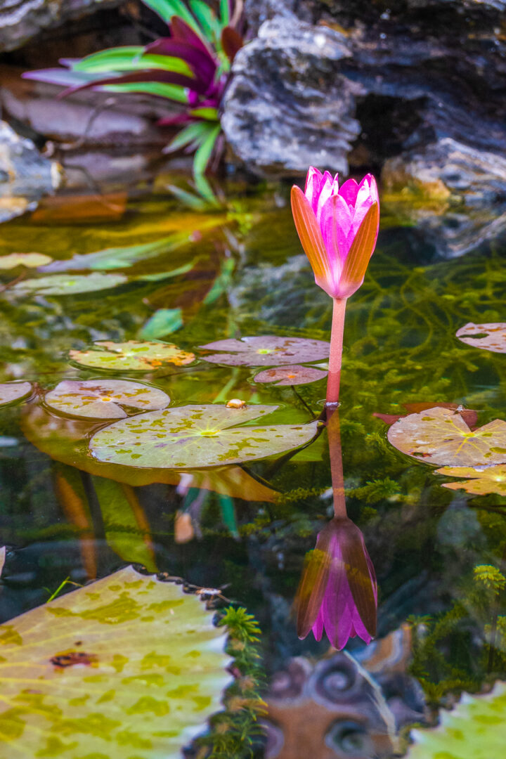 gardens of vietnam