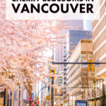 best-places-to-see-cherry-blossoms-vancouver-canada