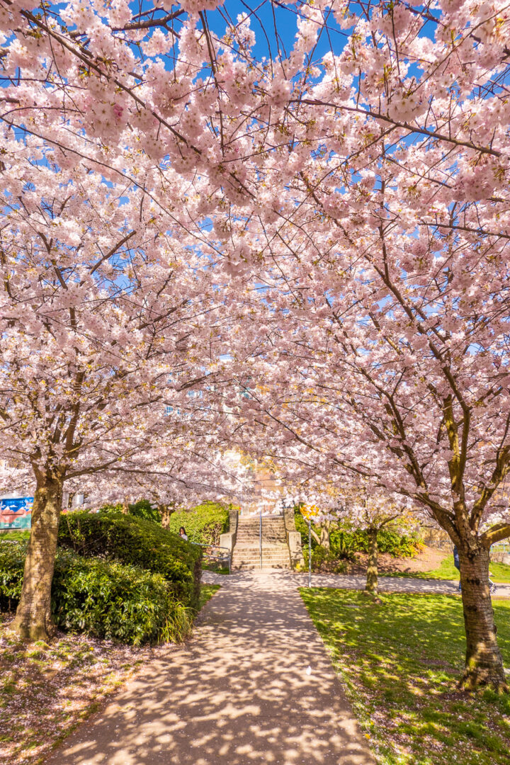 Sidewalk covered by cherry blossom trees