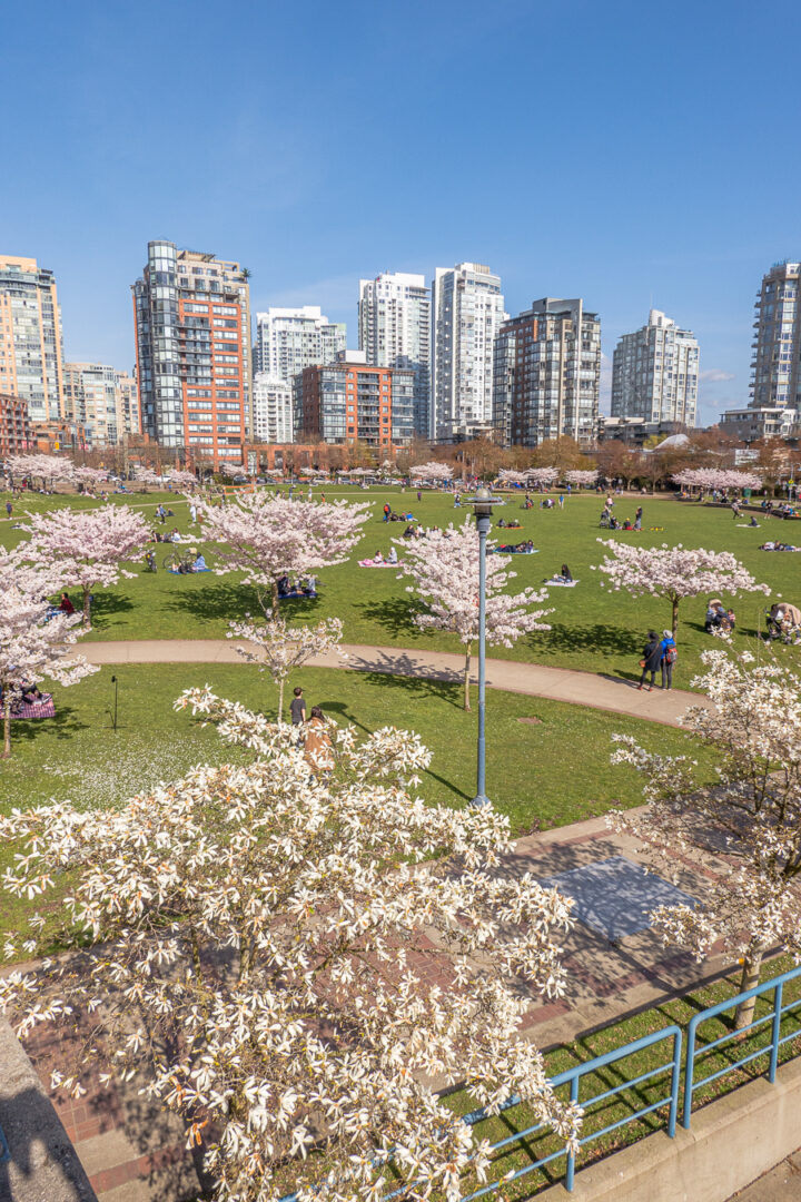 city skyline with park fully of cherry blossom trees in front