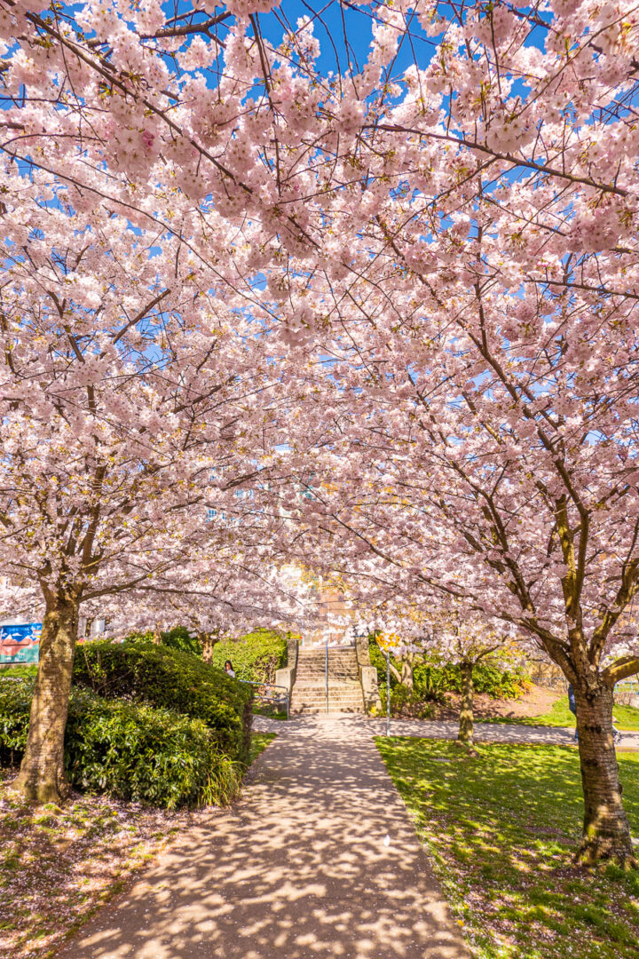 canopy of cherry blossom trees with staircase in the background