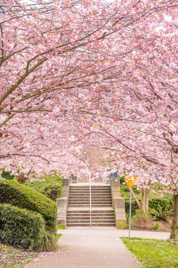 canopy of cherry blossom trees with staircase in the background