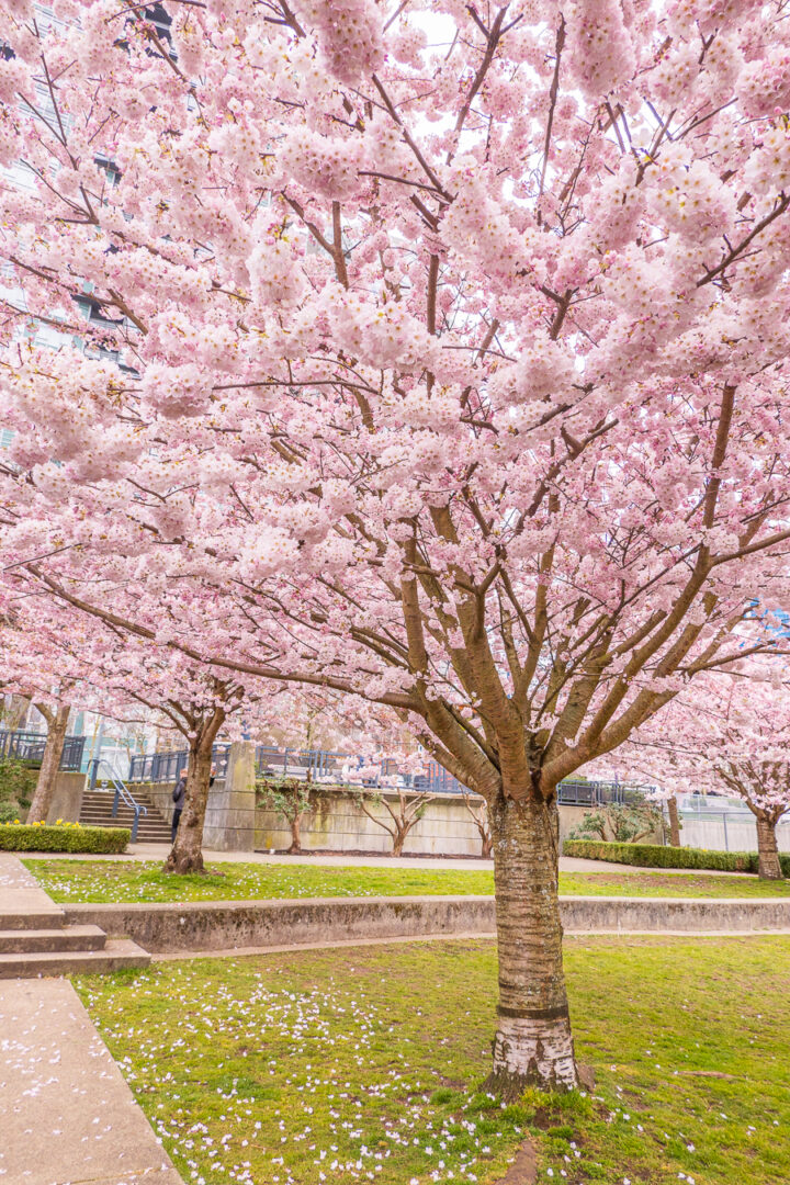 cherry blossom trees with pink petals on the ground