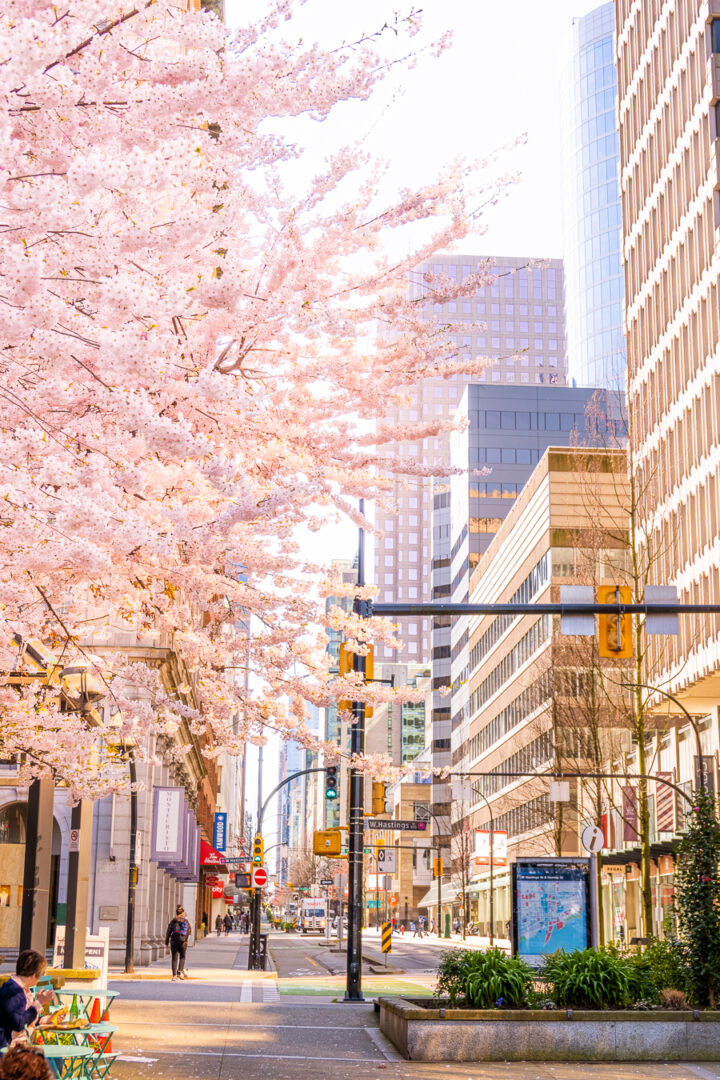 pink cherry blossom trees with cityscape in background