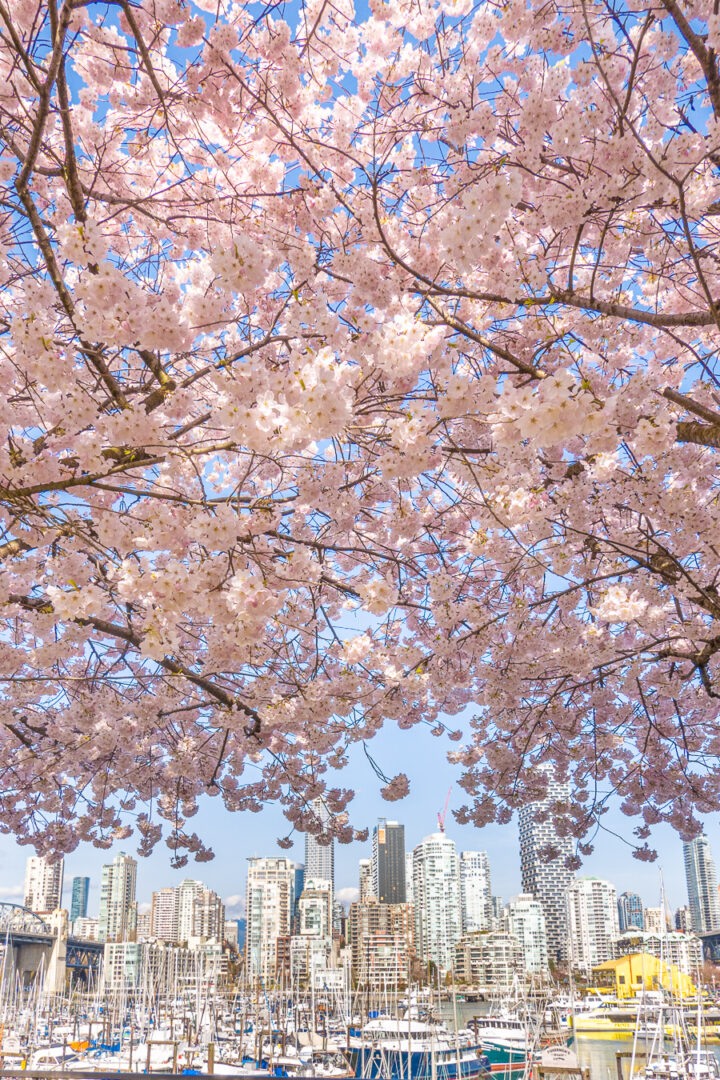 cherry blossoms with harbor and city skyline in background