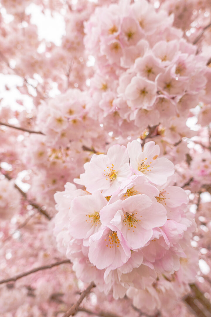 close up of cherry blossoms