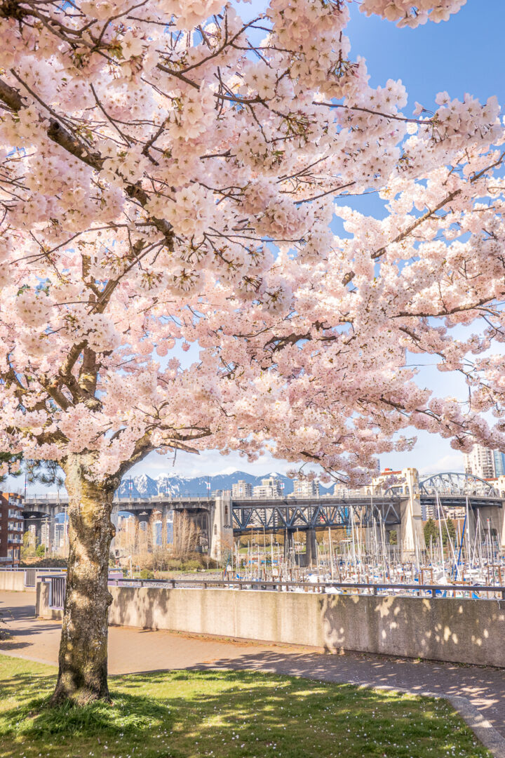 cherry blossom tree with mountains and bridge in background