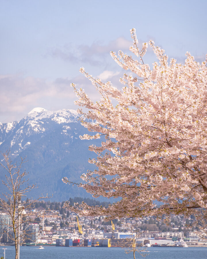 cherry blossom tree with snowcapped mountains in the background