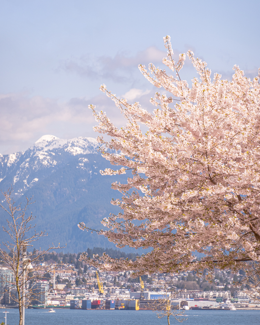 5 Best Places to See Cherry Blossoms In Vancouver Canada