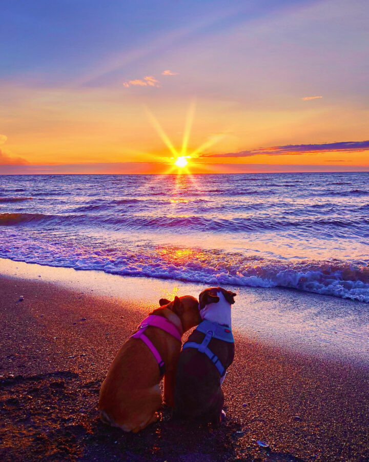 two french bulldogs on the beach at sunset