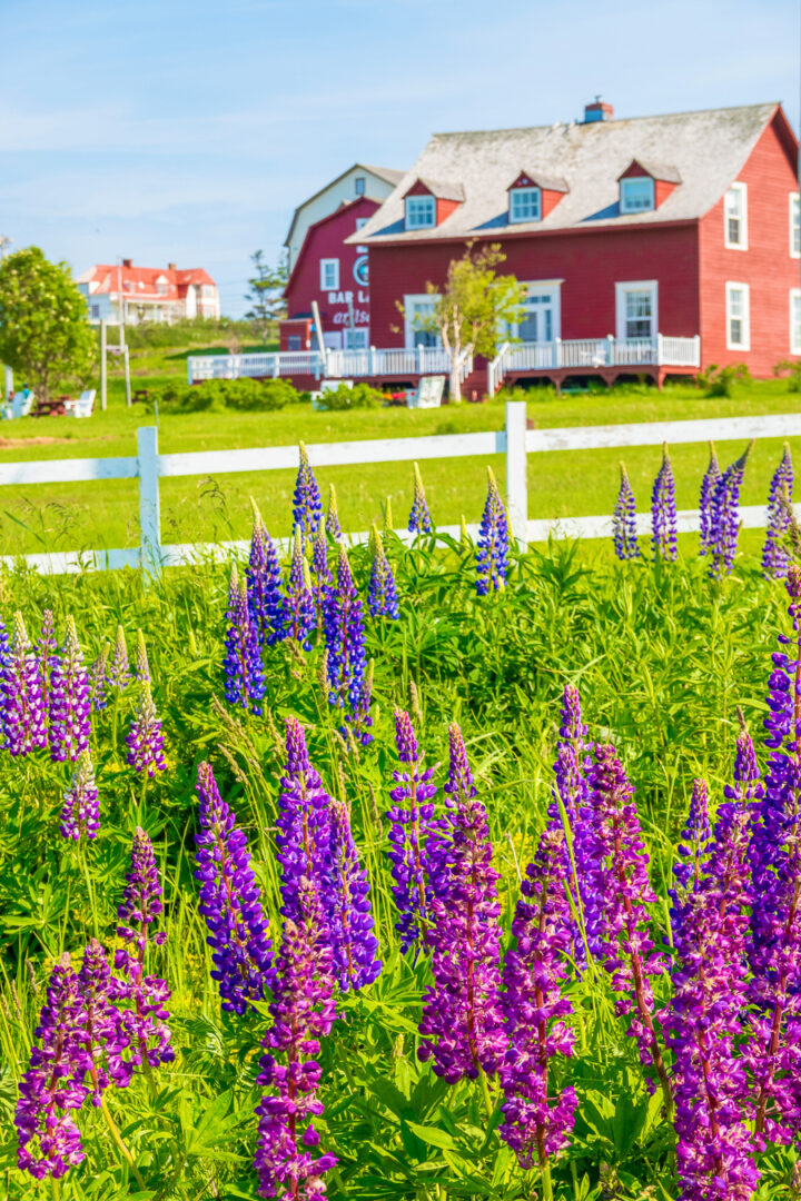 red barn with white picket fence and purple lupines