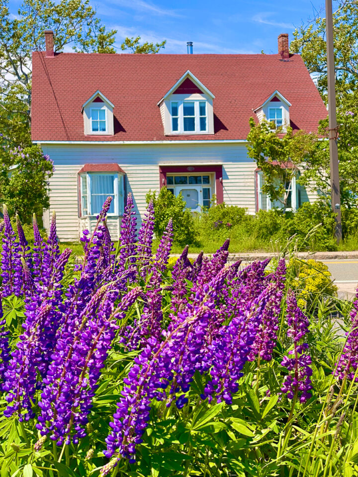 white house with red roof and purple lupines