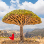 Dragon's Blood Tree on Socotra Island with a girl in a red dress standing underneath