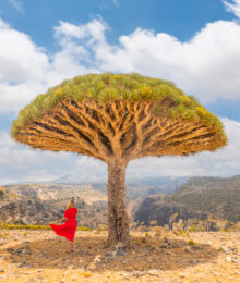 Dragon's Blood Tree on Socotra Island with a girl in a red dress standing underneath