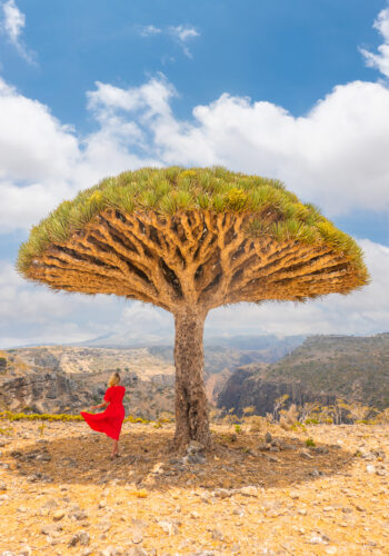 Dragon's Blood Tree on Socotra Island with a girl in a red dress standing underneath