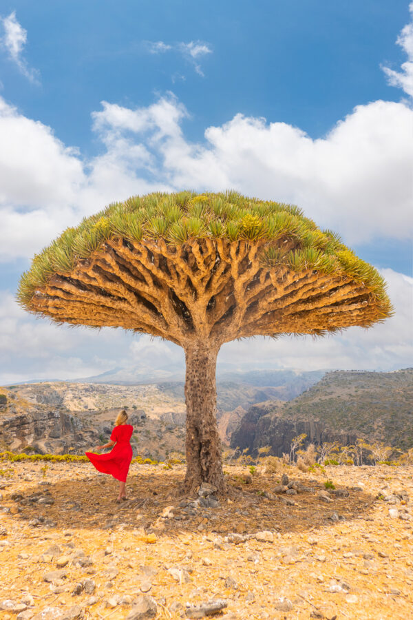 Dragon's Blood Tree on Socotra Island with a girl in a red dress standing underneath