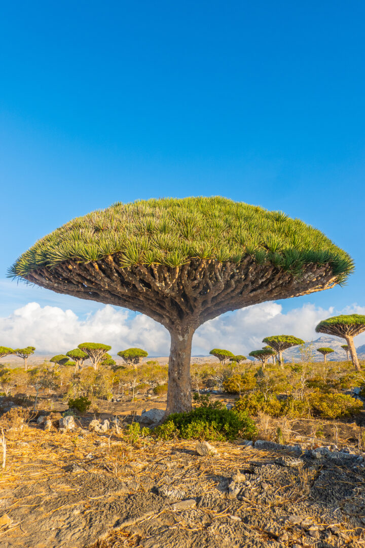 Dragon's Blood Tree forest on Socotra Island